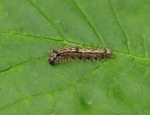 Eilema depressa
